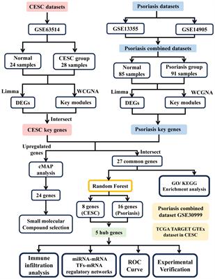 Integrated bioinformatics combined with machine learning to analyze shared biomarkers and pathways in psoriasis and cervical squamous cell carcinoma